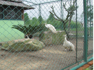 操場(chǎng)圍欄網(wǎng)